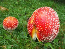 Das rote Pilz Wulstling muscaria, allgemein bekannt als the Fliege agaric or Fliegenwulstling Lizenzfreie Stockfotografie Das rote Pilz Wulstling muscaria, allgemein bekannt als the Fliege agaric or Fliegenwulstling Lizenzfreie Stockfotografie